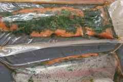 fischerkurs-chiemgau_forelle_graved
